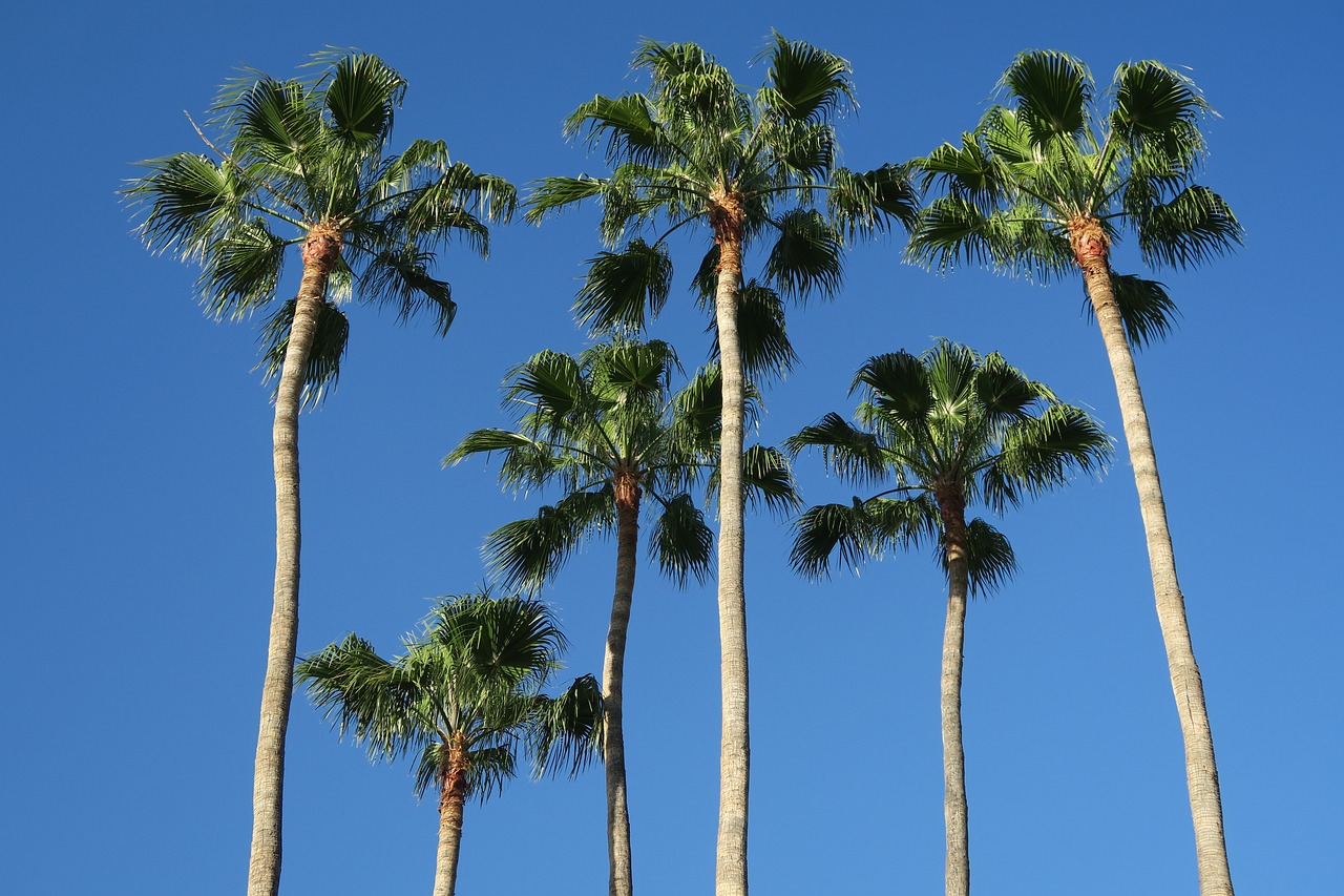Palm Tree Pruning in Sotogrande