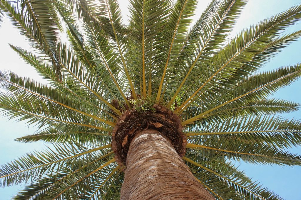 Palm Trees in Sotogrande